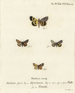Catocala hymenaea, Amerila puella, e falene Isturgia famula. Incisione a mano colorata su rame di Johann Carl Bock dopo Die Schmetterlinge in Abbildungen nach der Natur di Eugenius Johann Christoph Esper, Erlangen da Johann Carl Bock