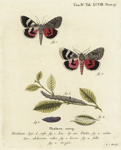 Falena Catocala pacta. Incisione a mano colorata su rame di Johann Carl Bock da Johann Carl Bock
