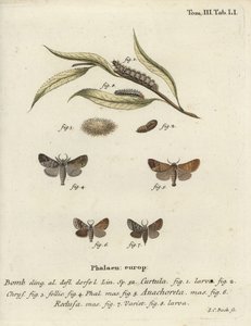 Falene con punta di cioccolato da Johann Carl Bock