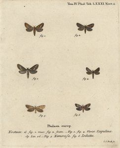 Falena comune, Korscheltellus lupulina, falena dorata, Phymatopus hecta, e Pharmacis carna. Incisione a mano colorata su rame di Johann Carl Bock dopo Die Schmetterlinge in Abbildungen nach der Natur di Eugenius Johann Christoph Esper, Erlangen da Johann Carl Bock