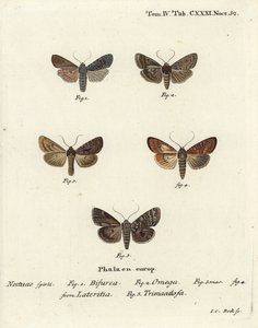Conformista, Lithophane furcifera, doppia freccia, Graphiphora augur, scarsa bruna, Apamea lateritia, e archi d
