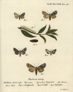 Falena coronata, Craniophora ligustri, coronata marmorizzata, Hadena confusa, coronata variata, Hadena compta, e archi verdi, Anaplectoides prasina. Incisione a mano colorata su rame di Johann Carl Bock dopo Die Schmetterlinge di Eugenius Johann Christoph  da Johann Carl Bock