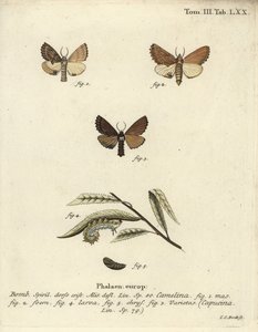 Coxcomb prominente, Ptilodon capucinus da Johann Carl Bock