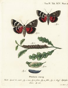 Falena cremisi scuro, Catocala sponsa. Incisione su rame colorata a mano di Johann Carl Bock dopo Die Schmetterlinge in Abbildungen nach der Natur di Eugenius Johann Christoph Esper, Erlangen da Johann Carl Bock