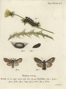 Falena scura, Dicallomera fascelina da Johann Carl Bock