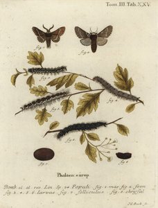 Falena di dicembre, Poecilocampa populi da Johann Carl Bock