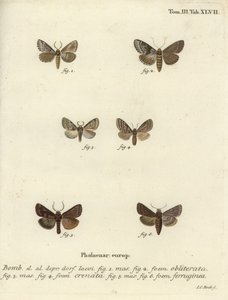 Conchiglia scura, marrone marmorizzato scuro e rustico marrone da Johann Carl Bock