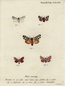 Falene discrete e falene tigre da Johann Carl Bock