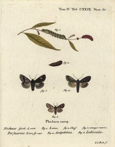 Punto, Melanchra persicariae 1-4, e Dryobota labecula 5. Incisione su rame colorata a mano di Johann Carl Bock dopo Die Schmetterlinge in Abbildungen nach der Natur di Eugenius Johann Christoph Esper, Erlangen da Johann Carl Bock
