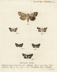Graphiphora augur 1, Acontia lucida 2,3, Tyta luctuosa 4,5, e Aedia funesta 6. Incisione a mano colorata su rame di Johann Carl Bock dopo Die Schmetterlinge in Abbildungen nach della Natur di Eugenius Johann Christoph Esper da Johann Carl Bock