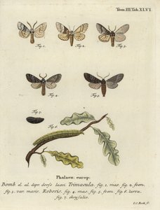 Falena Drymonia dodonaea da Johann Carl Bock