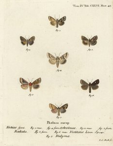 Falena scura, Eremobia ochroleuca 1,4, Cynaeda dentalis 2,3, falena dell