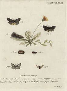 Epatolmis caesarea e Penthophera morio falene da Johann Carl Bock