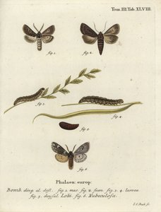 Falene gotiche piumate e Rannoch sprawler da Johann Carl Bock