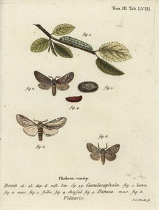 Figura di otto, rondine prominente e falena Drymonia velitaris da Johann Carl Bock