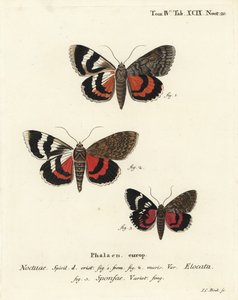 Falena rossa francese sotto l