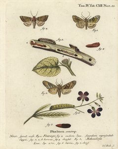 Falena arancione ghiacciata, Gortyna flavago, e sfumature angolari, Phlogophora meticulosa. Incisione a mano colorata su rame di Johann Carl Bock dopo Die Schmetterlinge in Abbildungen nach der Natur di Eugenius Johann Christoph Esper, Erlangen da Johann Carl Bock