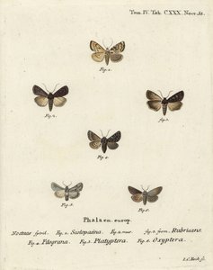 Dardo da giardino, Euxoa nigricans 1-3, Hadena filograna 4, broccato di antirrhinum, Calophasia platyptera 5, Simyra nervosa 6. Incisione su rame colorata a mano di Johann Carl Bock dopo Die Schmetterlinge in Abbildungen nach der Natur di Eugenius Johann C da Johann Carl Bock