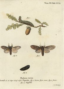 Grande prominente, Peridea anceps da Johann Carl Bock