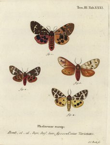 Varietà di falena tigre grande, Arctia caja da Johann Carl Bock
