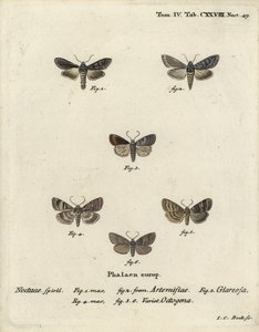 Squalo verde argentato, Cucullia argentea 1,2, rustico autunnale, Eugnorisma glareosa 4, figura di ottanta, Tethea ocularis 4-6. Incisione a mano colorata a rame di Johann Carl Bock dopo Die Schmetterlinge in Abbildun di Eugenius Johann Christoph Esper da Johann Carl Bock