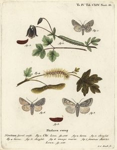 Grigio chi, Antitype chi e falena del sicomoro, Acronicta aceris. Incisione a mano colorata su rame di Johann Carl Bock dopo Die Schmetterlinge in Abbildungen nach der Natur di Eugenius Johann Christoph Esper, Erlangen da Johann Carl Bock