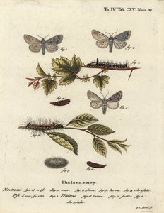 Acronicta psi 1-4, e Acronicta tridens 5-8. Incisione a mano colorata su rame di Johann Carl Bock dopo Die Schmetterlinge in Abbildungen nach der Natur di Eugenius Johann Christoph Esper, Erlangen da Johann Carl Bock