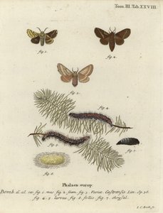 Falena del suolo, Malacosoma castrense da Johann Carl Bock