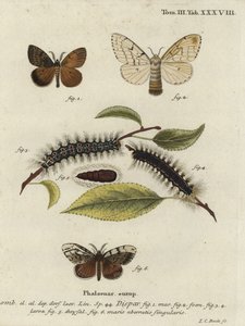 Falena zingara, Lymantria dispar da Johann Carl Bock