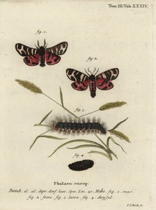 Falena tigre di Hebe, Arctia festiva da Johann Carl Bock