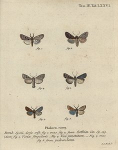 Carattere ebraico, castagna macchiata di nero, piccola falena quacchera, ecc. da Johann Carl Bock