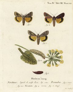 Grande falena gialla, Noctua pronuba, e varietà. Incisione a mano colorata su rame di Johann Carl Bock dopo Die Schmetterlinge in Abbildungen nach der Natur di Eugenius Johann Christoph Esper, Erlangen da Johann Carl Bock