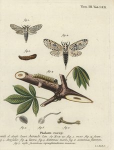 Falena leopardo, Zeuzera pyrina da Johann Carl Bock