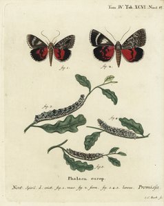 Falena rosso chiaro, Catocala promissa. Incisione a mano colorata su rame di Johann Carl Bock dopo Die Schmetterlinge in Abbildungen nach der Natur di Eugenius Johann Christoph Esper, Erlangen da Johann Carl Bock