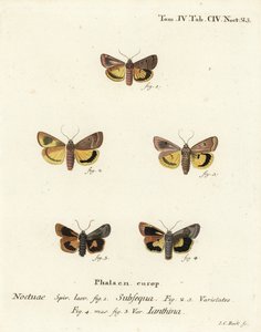 Falena gialla lunare, Noctua orbona 1, e falena gialla a bordo stretto o falena gialla di Langmaid, Noctua janthina 2-5. Incisione su rame colorata a mano di Johann Carl Bock dopo Die Schmetterlinge in Abbildungen nach der Natur di Eugenius Johann Christop da Johann Carl Bock