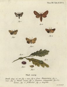 Falena Malacosoma franconicum e festone, Apoda limacodes da Johann Carl Bock