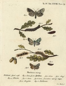 Dichonia aprilina 1-4, Moma alpium 5-7, e Cryphia muralis 8. Incisione a mano colorata su rame di Johann Carl Bock dopo Die Schmetterlinge in Abbildungen nach della Natur di Eugenius Johann Christoph Esper da Johann Carl Bock