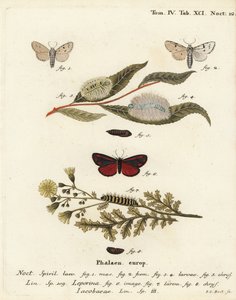 Falena mugnaio, Acronicta leporina 1-5, e falena cinabro, Tyria jacobaeae 6-8. Incisione a mano colorata su rame di Johann Carl Bock da Johann Carl Bock