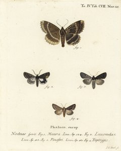 Vecchia signora o ala nera, Mormo maura 1, alchimista orientale, Aedia leucomelas 2, e Dypterygia scabriuscula 3,4. Incisione a mano colorata su rame di Johann Carl Bock da Johann Carl Bock