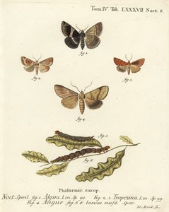 Falena passeggera, Dysgonia algira, dun-bar, Cosmia trapezina, doppia freccia o indovino, Graphiphora augur, larve. Incisione a mano colorata su rame di Johann Carl Bock dopo Die Schmetterlinge in Abbildungen nach der Natur di Eugenius Johann Christoph Esp da Johann Carl Bock