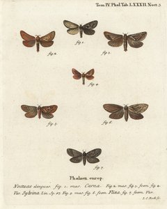 Pharmacis carna 2-4, ala arancione, Triodia sylvina 5,6, e ala d