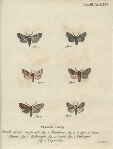 Falena polverosa, castagna rossa, falena di mattoni, ecc. da Johann Carl Bock