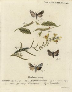 Conistra erythrocephala 1-4, Calophasia lunula 5 e Lithophane ornitopus 6. Incisione a mano colorata su rame di Johann Carl Bock dopo Die Schmetterlinge in Abb di Eugenius Johann Christoph Esper da Johann Carl Bock
