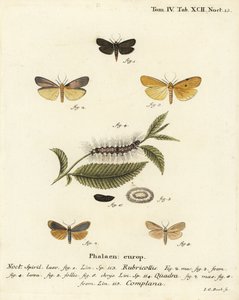 Falena dal collo rosso, Atolmis rubricollis 1, falena a quattro macchie, Lithosia quadra 2-6, e falena buffa, Katha depressa 7,9. Incisione su rame colorata a mano di Johann Carl Bock dopo Die Schmetterlinge in Abbildungen nach der Natur di Eugenius Johann da Johann Carl Bock