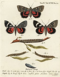 Catocala nupta. Incisione a mano colorata su rame di Johann Carl Bock dopo Die Schmetterlinge in Abbildungen nach der Natur di Eugenius Johann Christoph Esper, Erlangen da Johann Carl Bock