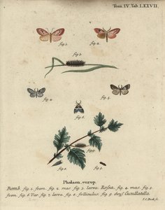 Falena rosata e falena dal mantello corto da Johann Carl Bock