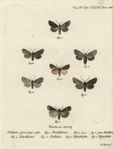 Ipparco rettilineo, Hyppa rectilinea 1, falena delle cesoie, Hada plebeja 2,3, pugnale di palude, Acronicta strigosa 4, pinione macchiato di marrone, Agrochola litura 5, dardo a linea bianca, Euxoa nigrofusca 6, Opigena polygona 7. Incisione a mano colorat da Johann Carl Bock