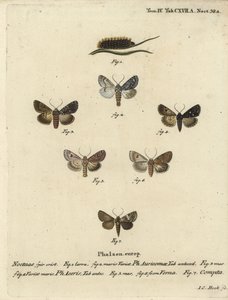 Pugnale raro, Acronicta auricoma 1-3, falena del sicomoro, Acronicta aceris, falena della noce moscata 4,5, Hadula trifolii 6 e corona variata, Hadena compta 7. Incisione a mano colorata a rame di Johann Carl Bock dopo Die Schmetterling di Eugenius Johann  da Johann Carl Bock