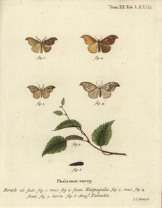 Falena uncino rara e falena uncino ciottolosa da Johann Carl Bock