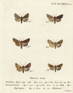 Scarsa argento Y, Syngrapha interrogationis, Y dorato semplice, Autographa jota, macchia d